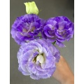 ইউনান ফুল রপ্তানি ডাস্টি গ্রে Lisianthus প্রিমিয়াম মানের