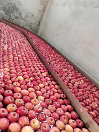 Good Quality Paper Bagged Fu Ji