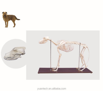 Naturgröße Hund Skeleton Medizinisches Modell - Veterinärpädagogisches Werkzeug