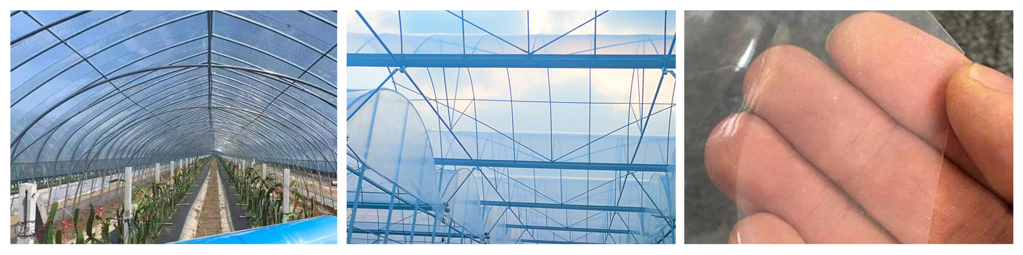 single-span greenhouses