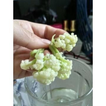 Verduras secas/secas/bomba de calor vegetales de secado al aire