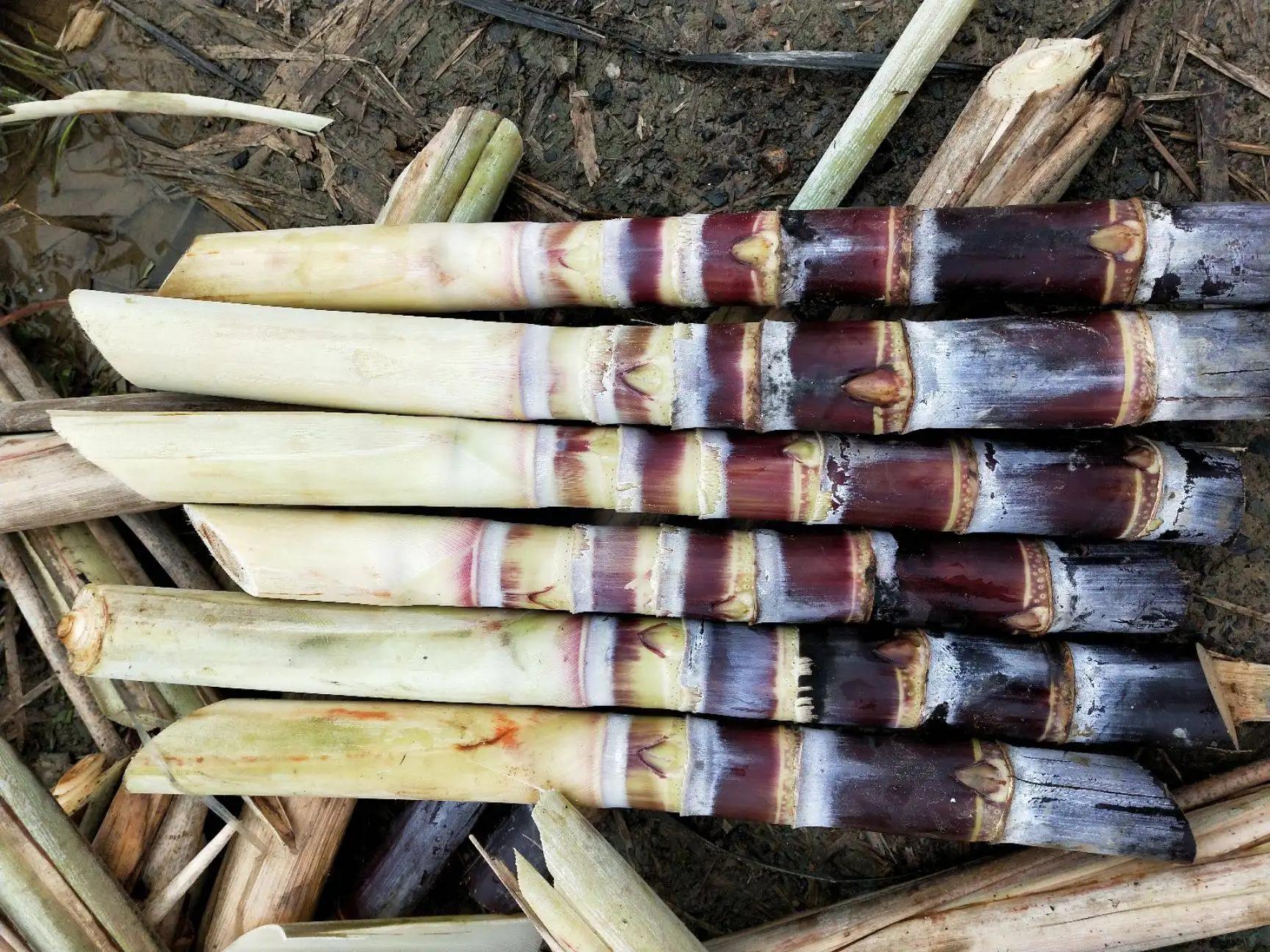 sugar cane seed sugar cane seed