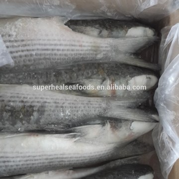 New Arrival Best Quality Frozen Gutted Mullet 1-2kg