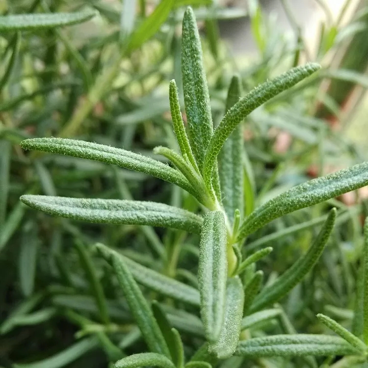 Rosemary Extract