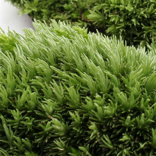 1pcs Green Artificial Fake Moss Coral Stone Model Grass Plant Potted Micro Landscape Fairy Garden Aquarium Ornament Decoration