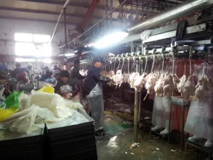 500bph chicken slaughtering line for chicken slaughterhouse equipment
