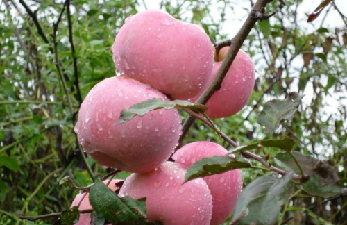 Fresh Sweet Apples (diameter 8cm)