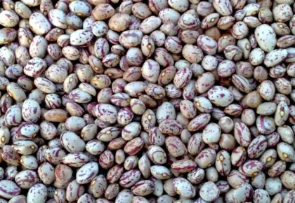 Chinese Round Kidney Beans