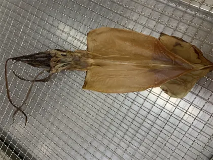 Whole Peruvian Dried Squid