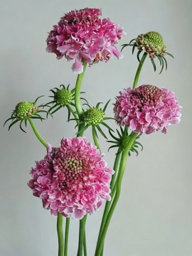 Scabiosa màu hồng tươi cắt chất lượng cao cho đám cưới