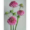 বিবাহের জন্য উচ্চ মানের তাজা কাট গোলাপী Scabiosa