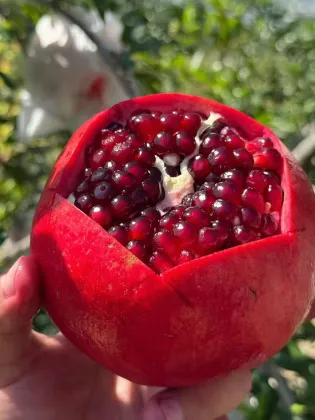 Recommended Xiguo Pomegranates DL Seasonal Delight