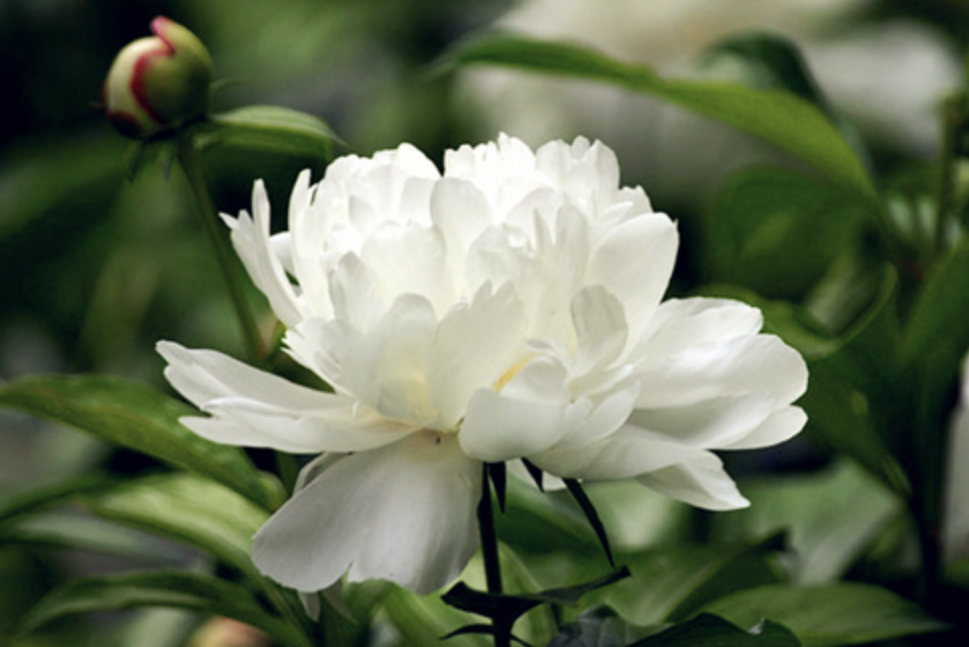 Paeonia Lactiflora Extract Supplier