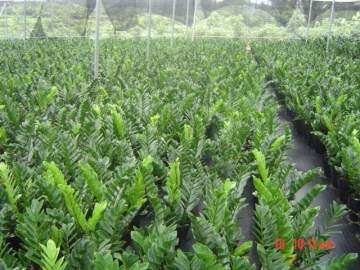 Zamioculcas Zamiifolia