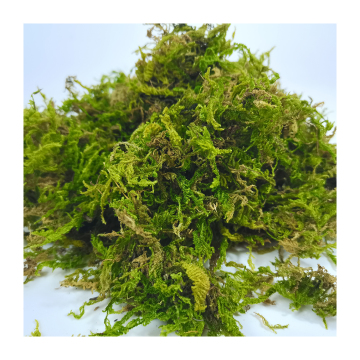 Wholesale Custom Garden Supplies: Dried Natural Green Moss for Reptiles and Orchids