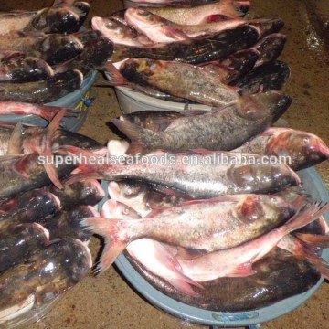 Frozen Silver Carp Whole Round For Market