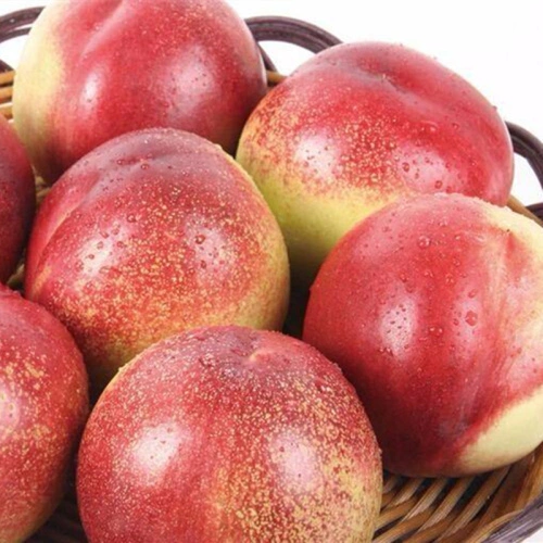 Fresh Hairless Peach Nectarine China Manufacturer