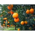 Mataas na Kalidad na Sariwang Mandarin Orange na may Masarap na Panlasa
