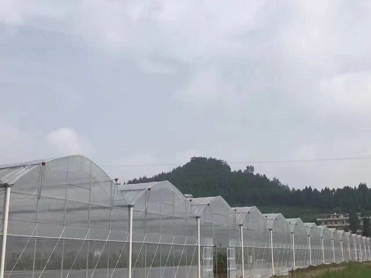 multi span greenhouse (4)