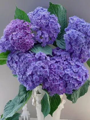 Purple Double Hydrangea Fresh Cut Flowers for wedding