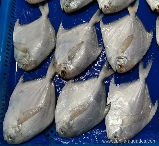 Frozen Yellow Croaker Fish