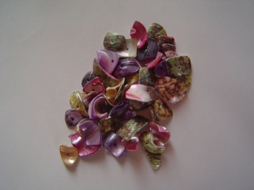 Shell Bead