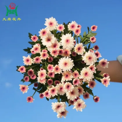 Nannong Lizhu Spray Mums Flowers