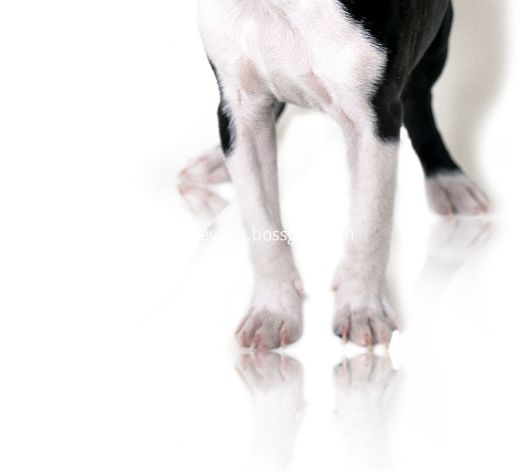 led flashing dog collar cover