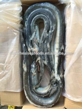 New Landing Whole Round Japanese Bleeker (Tylosurus melanotus)