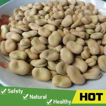 Broad beans fava beans price