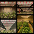 LED LED LEVENDO LIGHT GROW GROUN