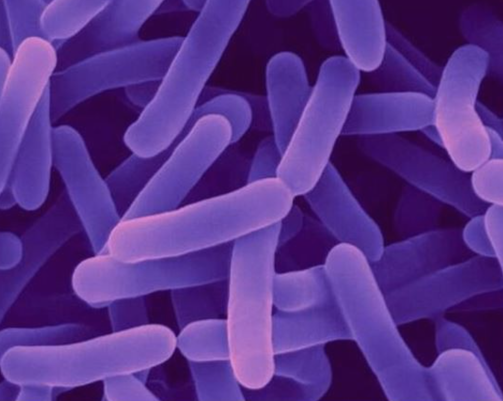 Food Grade Bifidobacterium Infantis