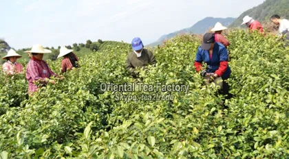 New Premium High Quality Natural Longjing Tea Hangzhou