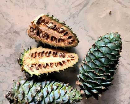 Raw Delicious Pine Nuts
