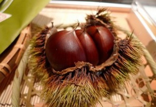 chestnut segar tanaman baru