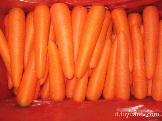 2018 crop fresh Carrot 