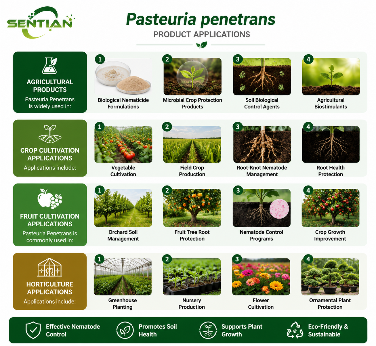 Pasteuria penetrans（2）