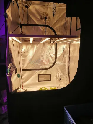 kind led xl1000 grow light 1000W