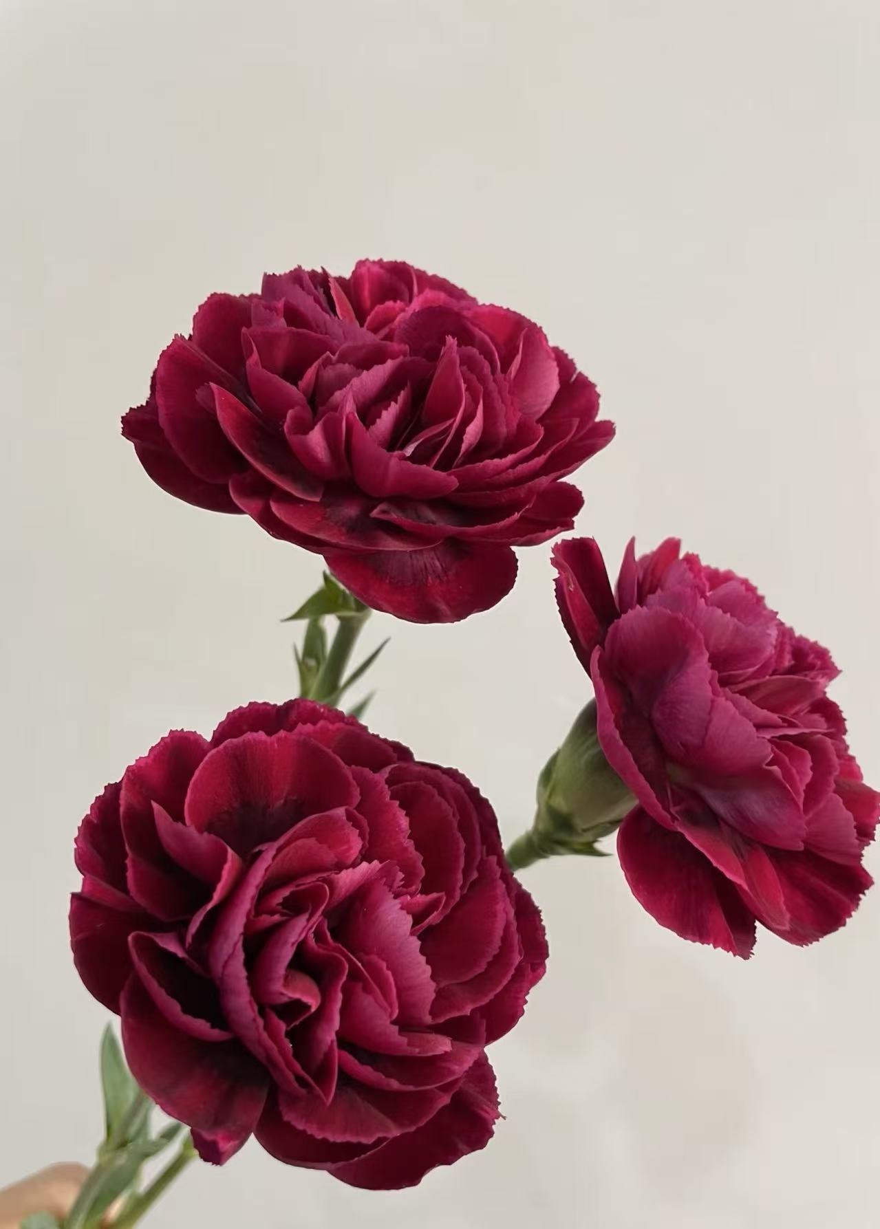 Single-headed Carnation flame6