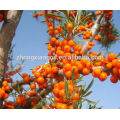 Organic pure and natural Sea buckthorn oil