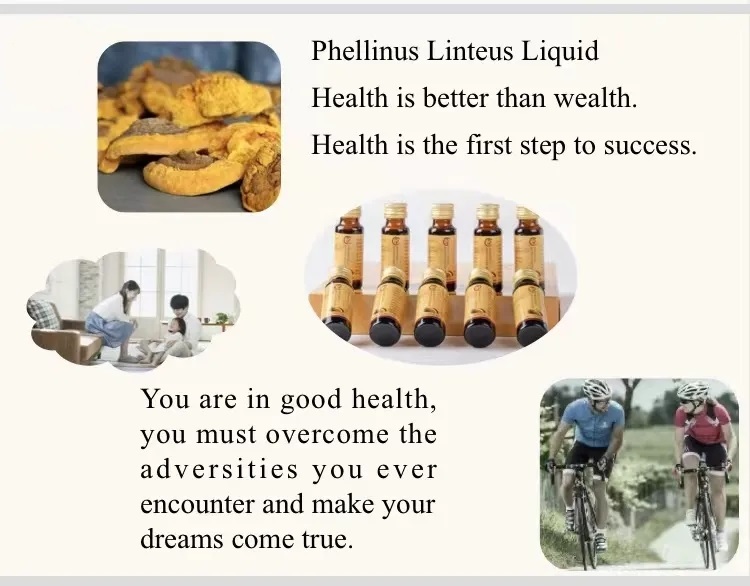 Healthcare Supplement Sugar Free Immune Support Phellinus Linteus Extract Energy Boost Phellinus Linteus Extract Oral Liquid