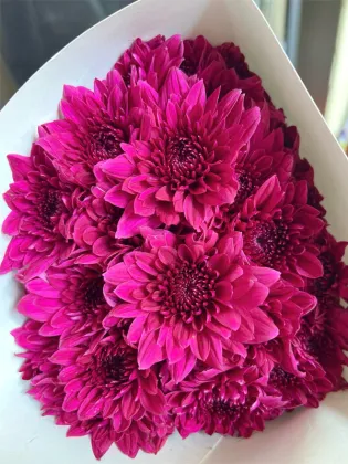 Purple dan te spray chrysanthemum