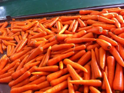 New Crop Fresh Carrot S Grade