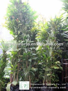 caryota mitis 3 meter height
