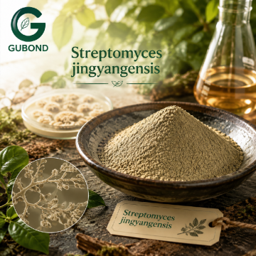 Streptomyces Jingyangensis Actinomycete Culture Material