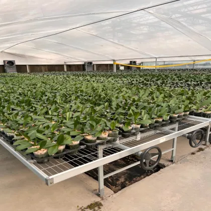 Moth orchid Cultivating Glass Greenhouse for Agriculture