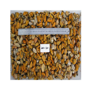 good quality blue mussel detail frozen mussel meat without shell fresh frozen mussel meats meat with lower price