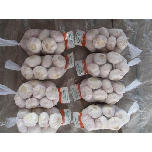 Buy Normal White Garlic New Crop 2020