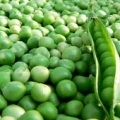 Oszczędzający czas Frozen Green Peas