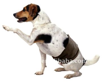 Male dog pant